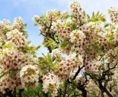 beautiful-yellowhorn-seeds-flower-seeds-indoor (1)